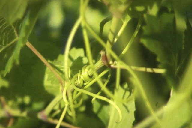 Zarzillos y hojas verdes